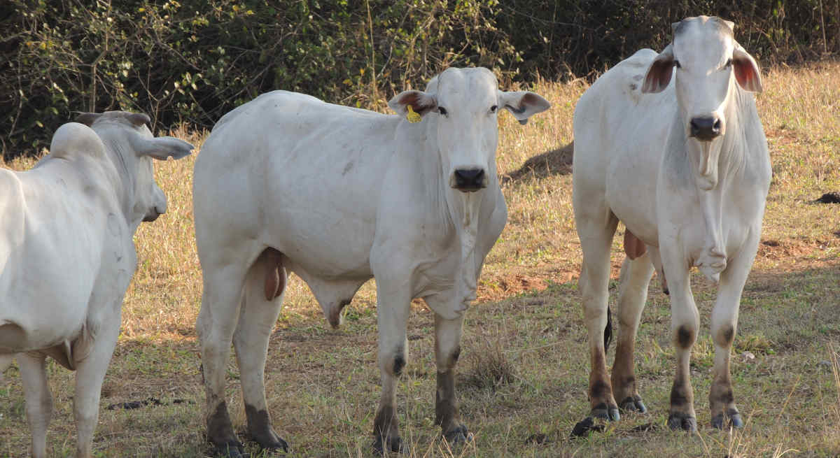 pecuaria-aracatuba.jpeg